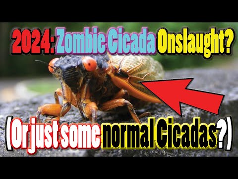 Zombie Cicada Onslaught?  (Or just some normal Cicadas?)