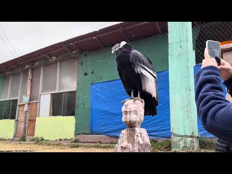 Condor in Peru yesterday