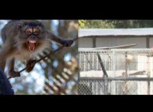 ALERT! 43 Monkeys Escape S. Carolina Research Facility, Police Warn Residents to Lock Windows, Doors