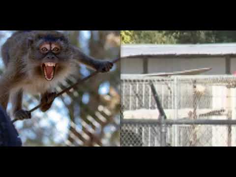 ALERT! 43 Monkeys Escape S. Carolina Research Facility, Police Warn Residents to Lock Windows, Doors