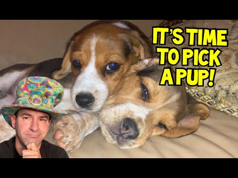 I’m Getting a Beagle Puppy! | Dog Lover’s Livestream