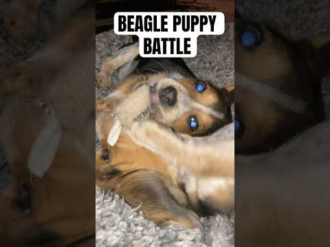 Beagle Puppy Battle Royal